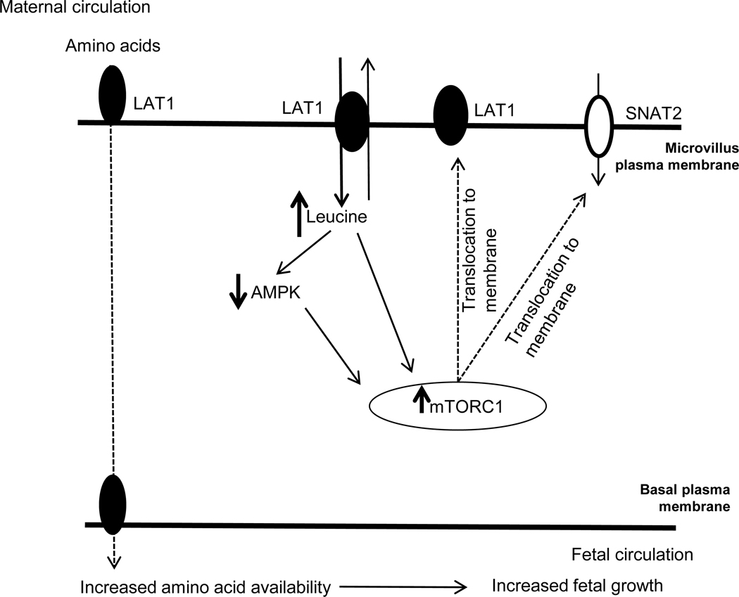 Figure 6: