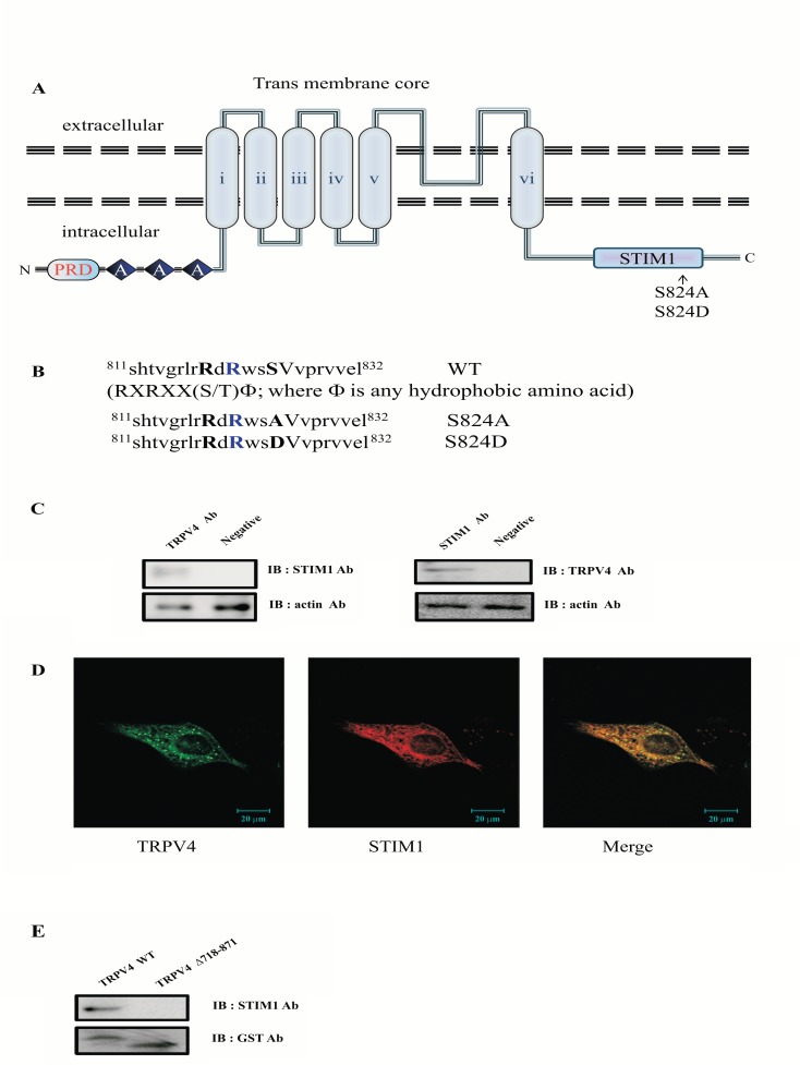 Fig. (1)