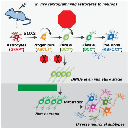 graphic file with name nihms817660u1.jpg