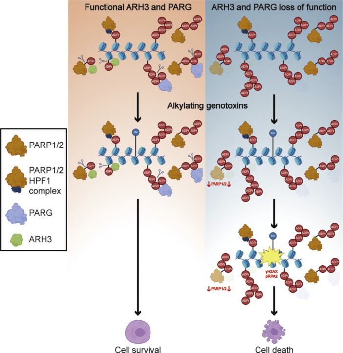 Image, graphical abstract