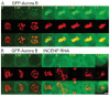 Fig. 4.