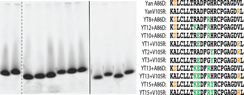 Figure 3—figure supplement 1.