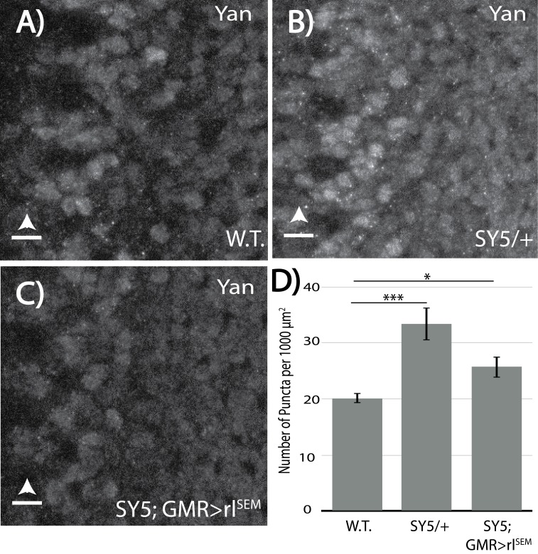 Figure 5—figure supplement 1.