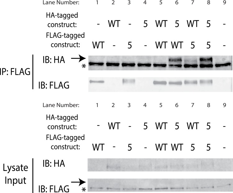 Figure 3—figure supplement 3.