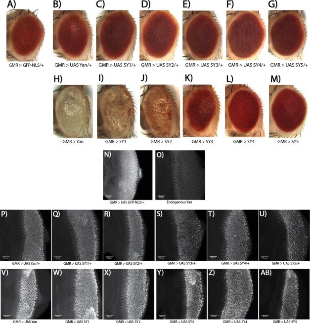 Figure 4—figure supplement 1.