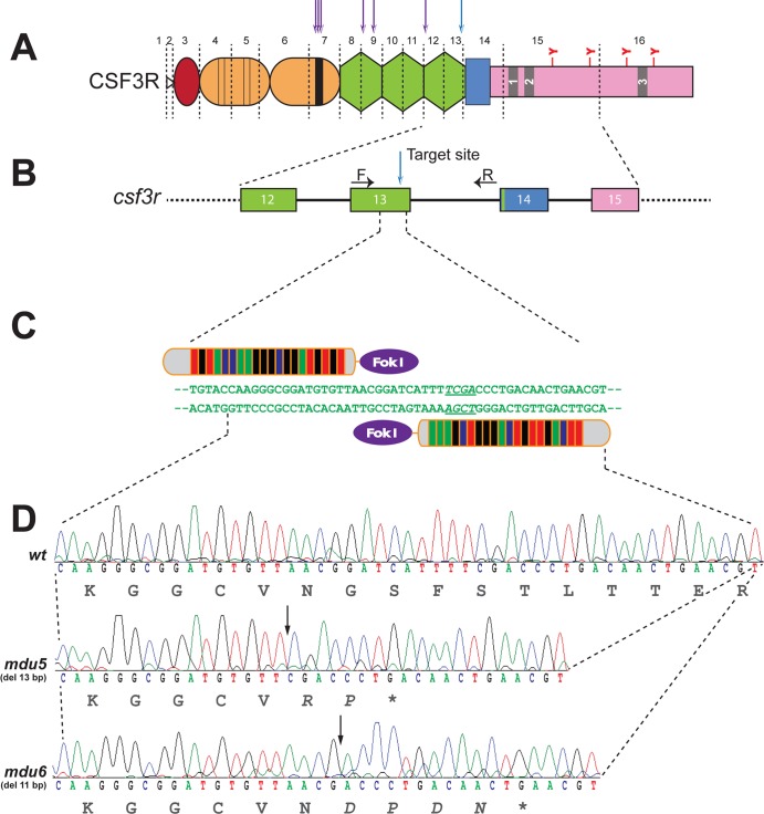 FIG 1