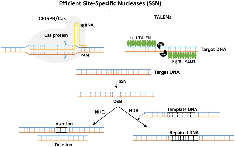 FIGURE 1