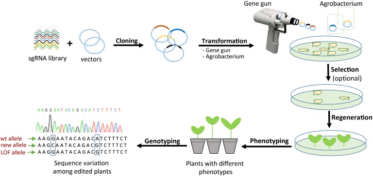 FIGURE 3