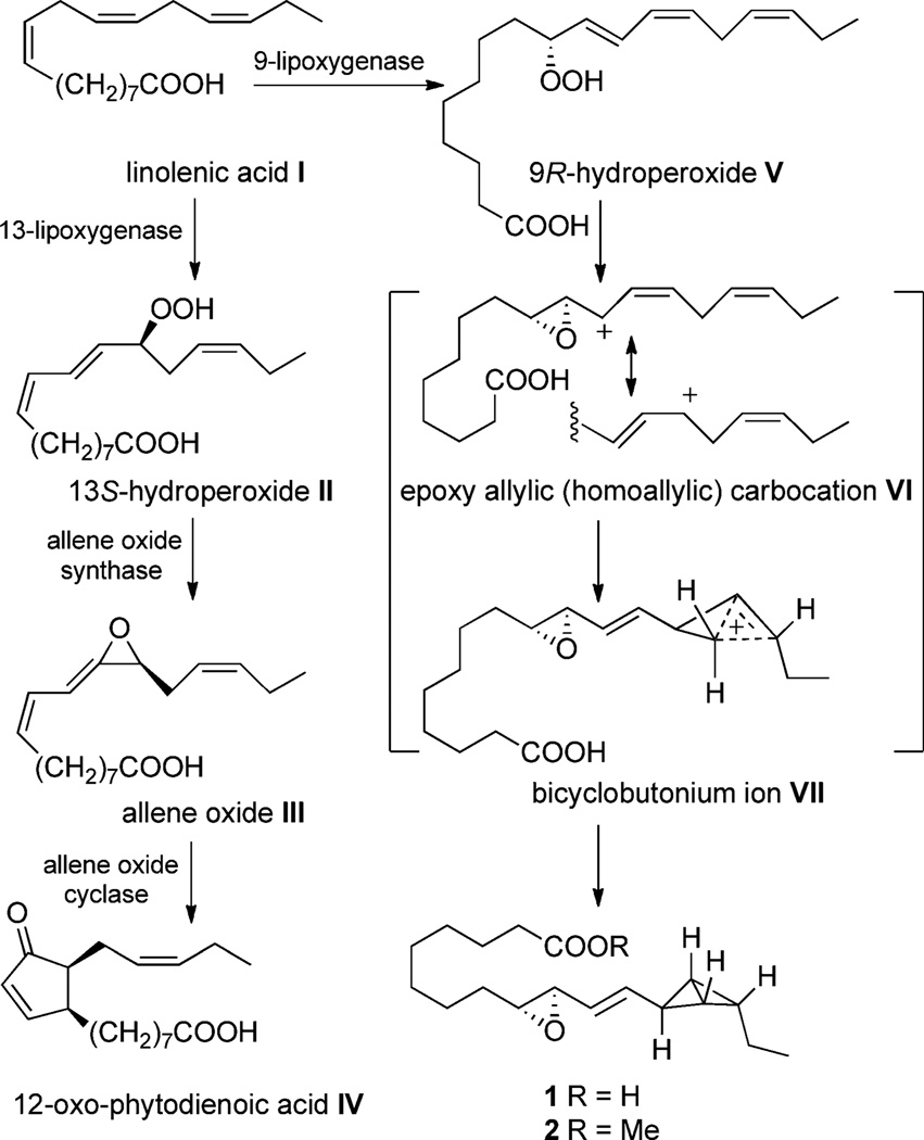 Scheme 1