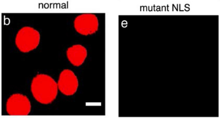 Figure 31.