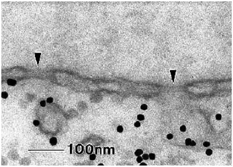 Figure 29.