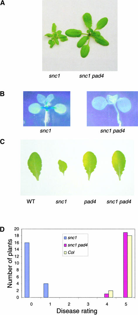 Figure 5.