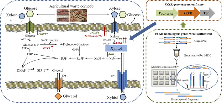 FIGURE 2