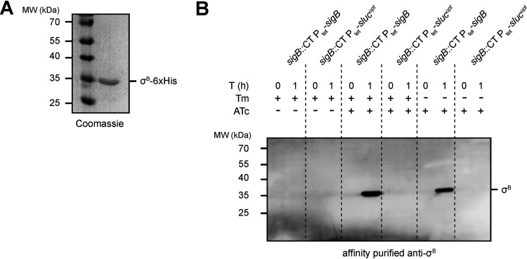 FIG 1