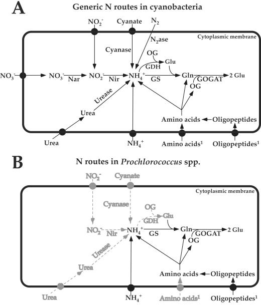 FIG. 1.