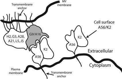 FIG. 8.