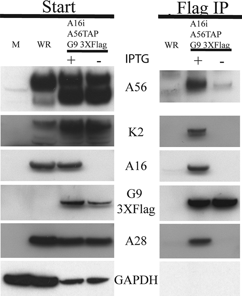 FIG. 5.