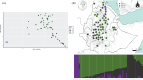 Population structure of 60 Ethiopian t’ef accessions, based on 5311 DArTSeq SNPs