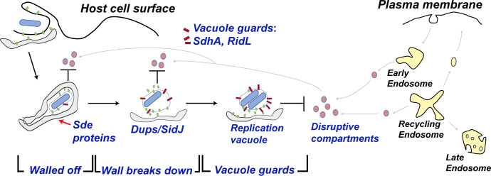 Fig. 7.