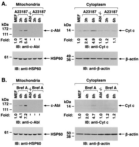 FIG. 7