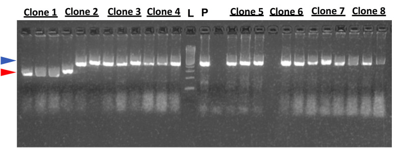 Figure 5.