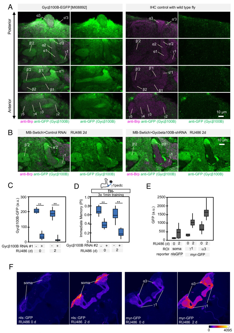 Figure 5—figure supplement 1.