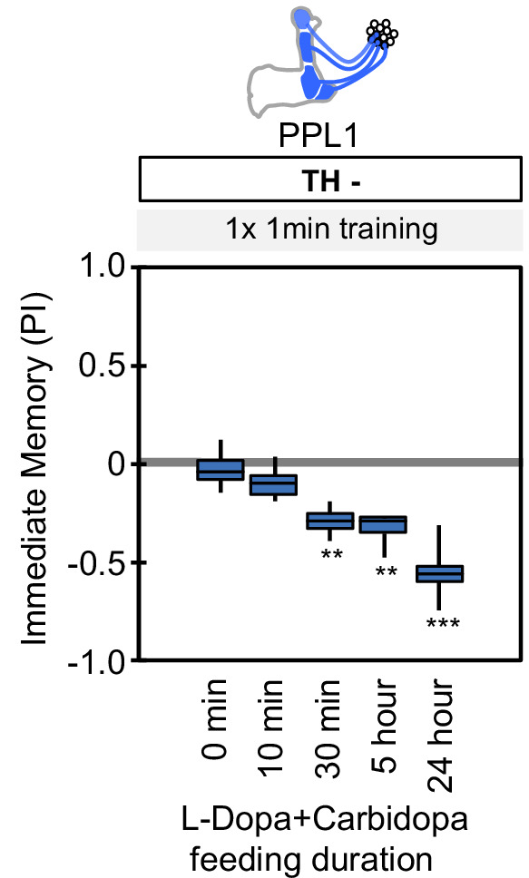 Figure 1—figure supplement 1.