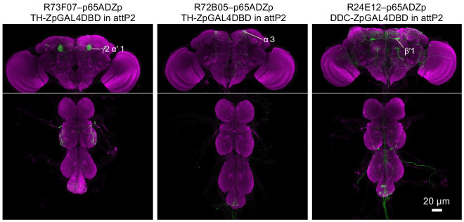 Figure 2—figure supplement 1.