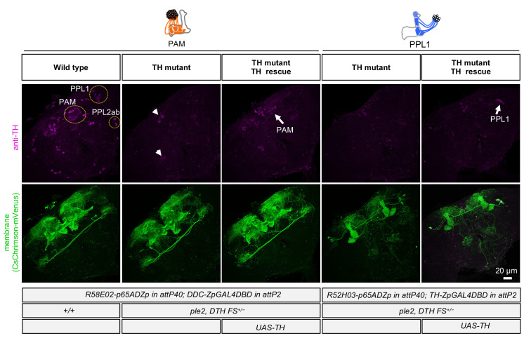 Figure 1—figure supplement 2.