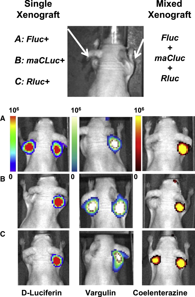 Figure 3