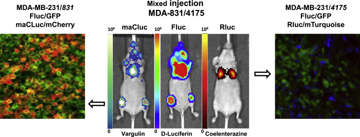 Figure 4