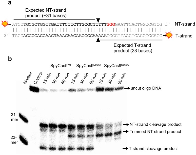 Figure 1—figure supplement 3.