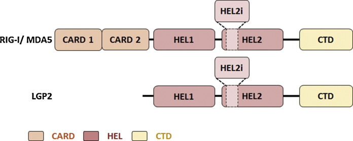 Fig. 2