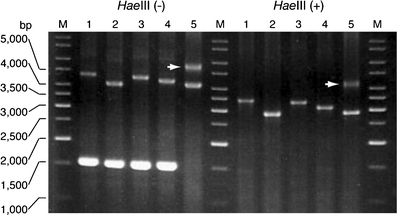 Fig. 5