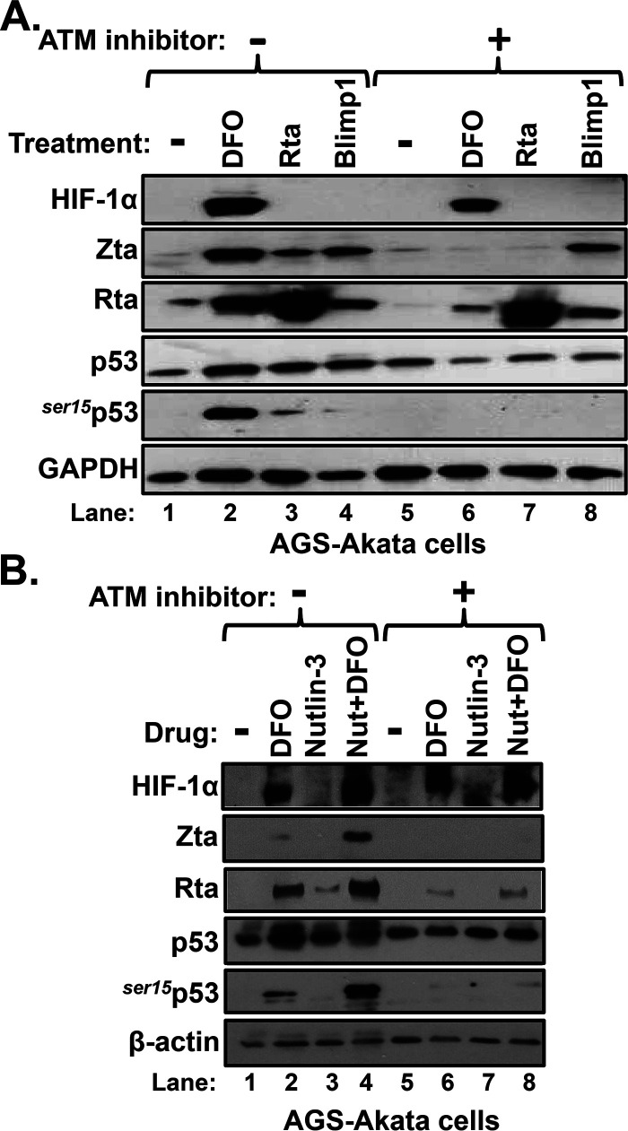 FIG 8