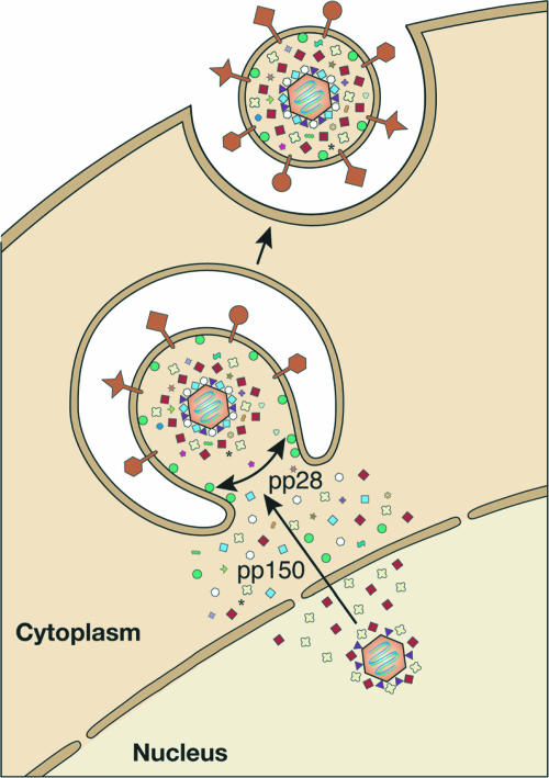 FIG. 4.