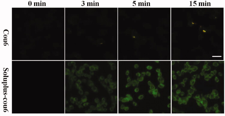 Figure 3.