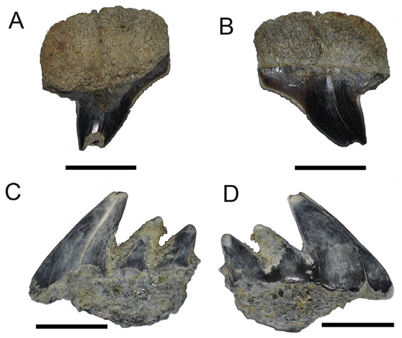 Fig. 2