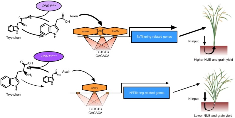 Figure 7