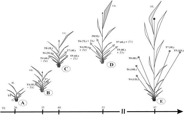 Fig. 11.