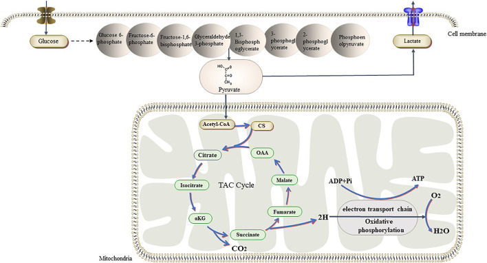 FIGURE 3