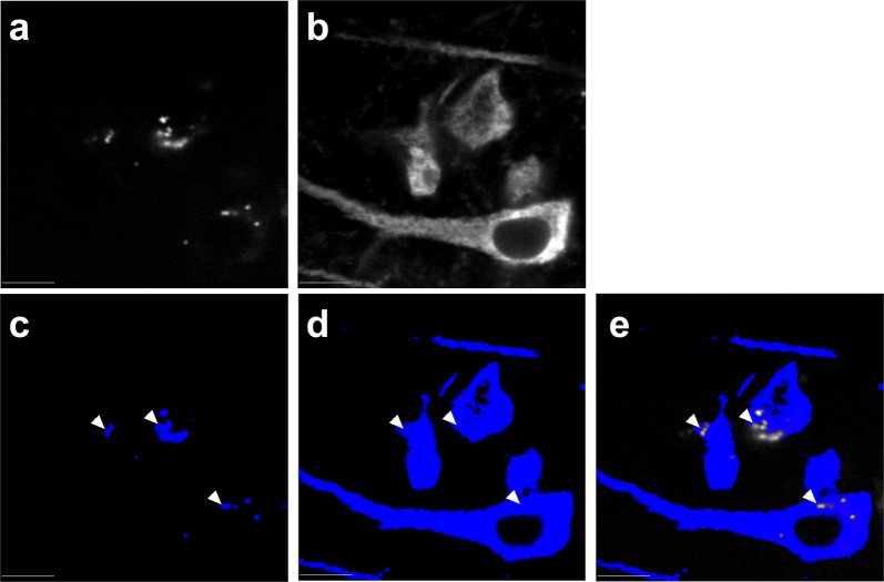 Fig. 6