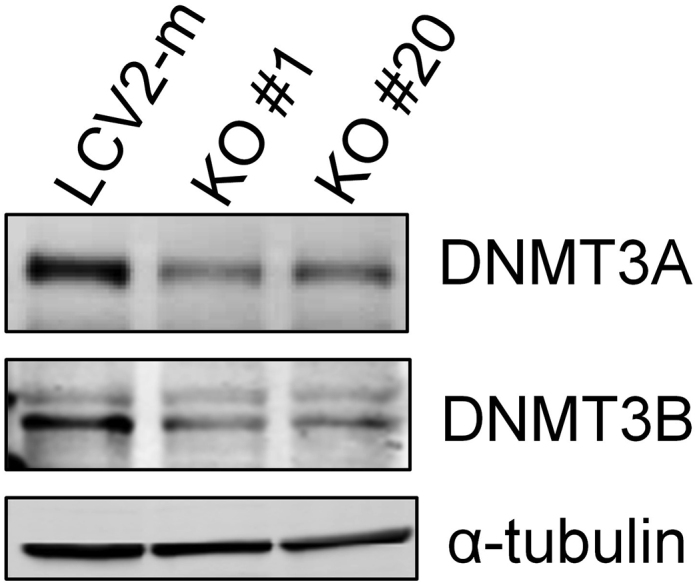 graphic file with name gr2fc.jpg