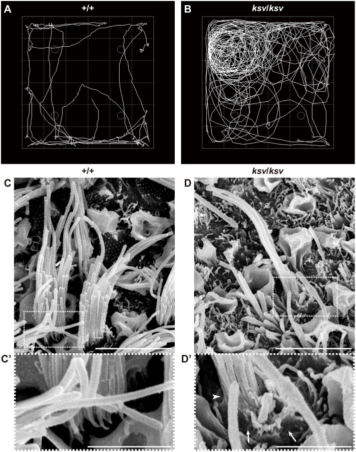 Fig 1