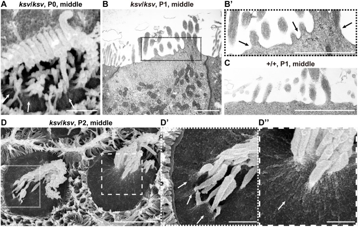 Fig 9