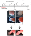 Fig. 6.