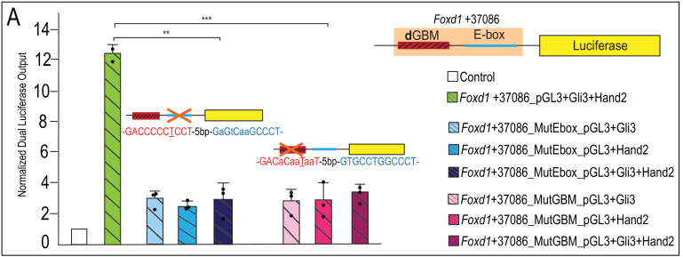 Figure 9—figure supplement 1.