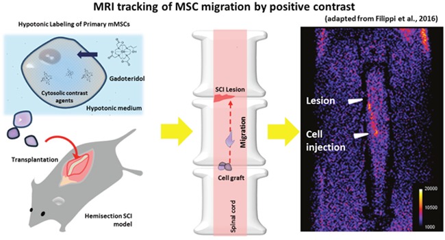 graphic file with name oncotarget-08-10781-g001.jpg