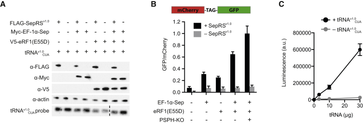 Figure 1