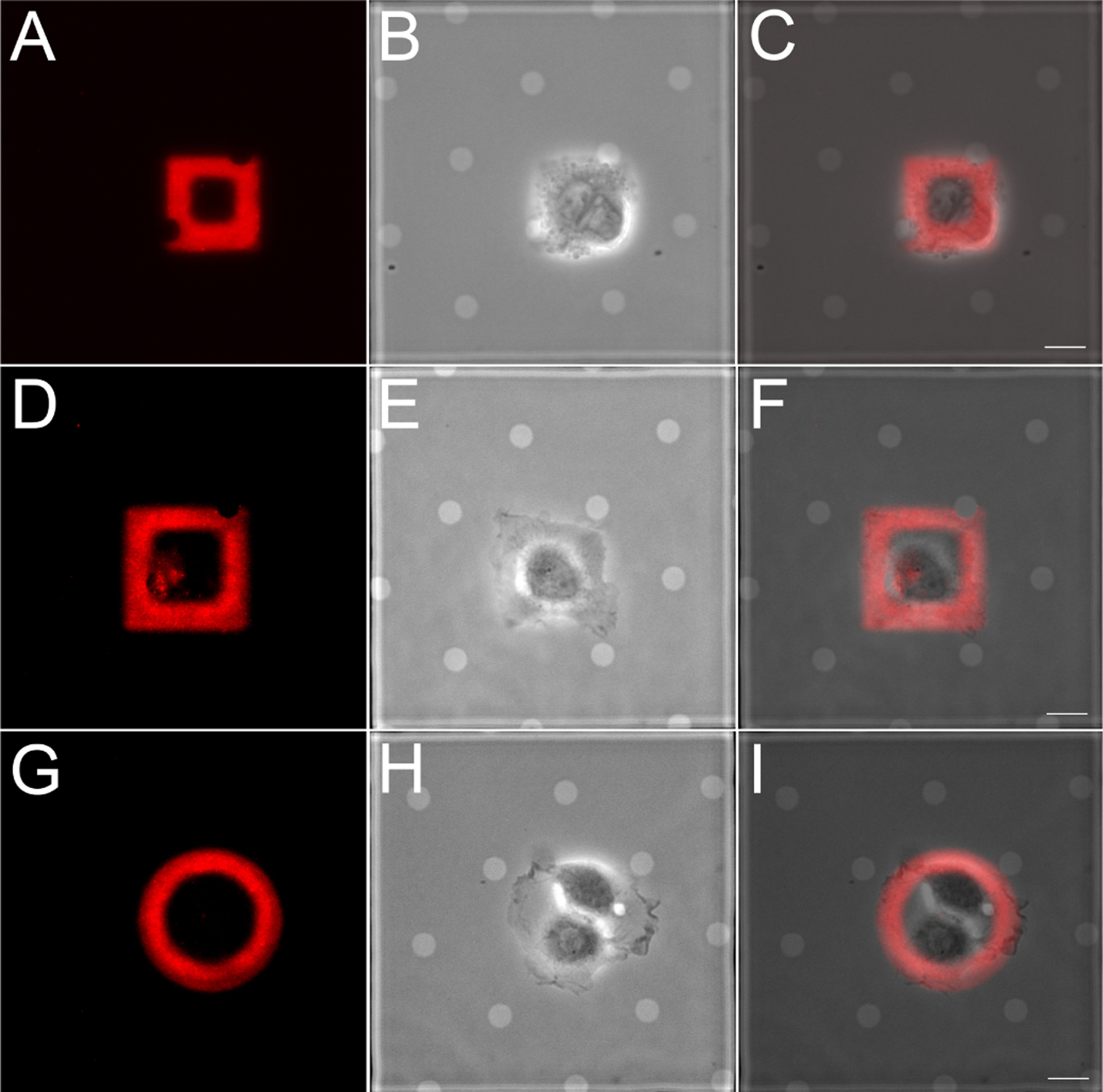 Figure 5: